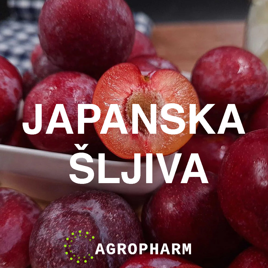 Šljiva Japanska Sadnica Voca