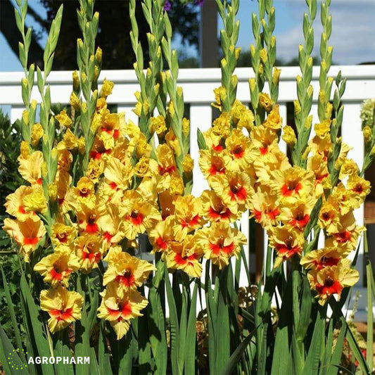 Gladiola Jester Žuta 8/1