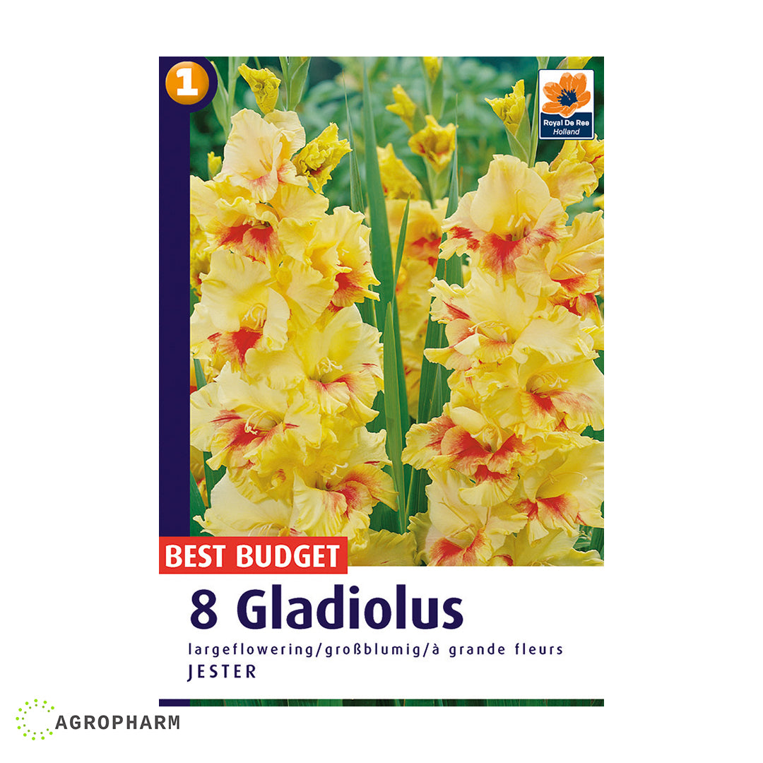 Gladiola Jester Žuta 8/1