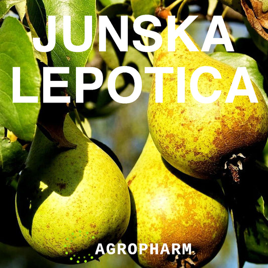Kruška Junska Lepotica Sadnica Voca
