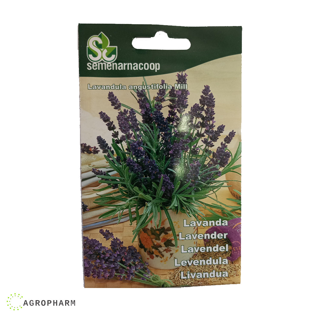 Lavanda Seme