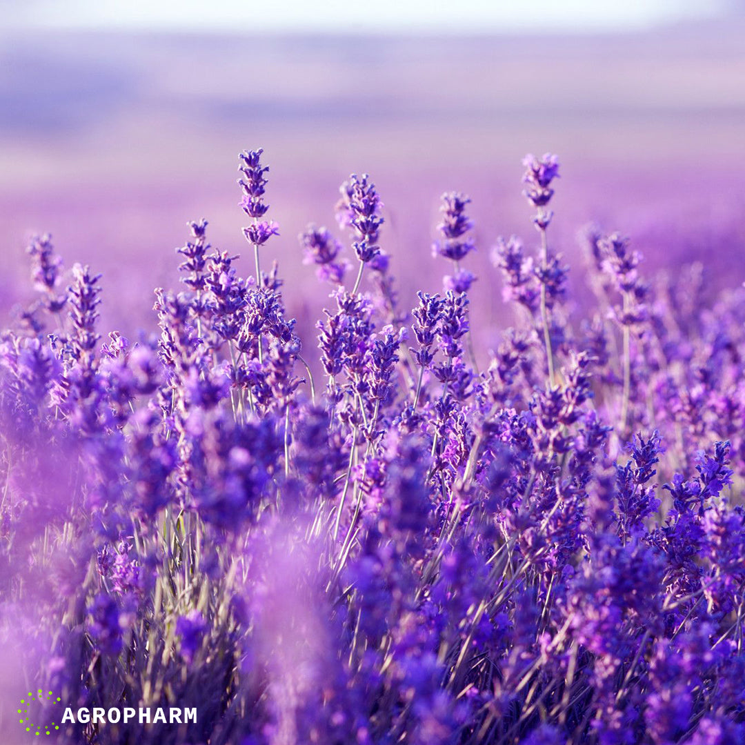 Lavanda Seme