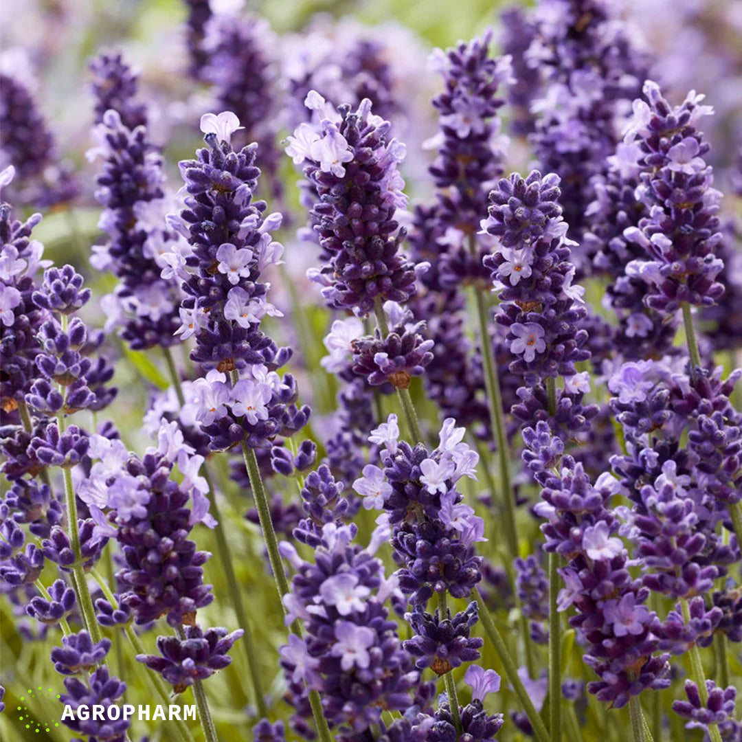 Lavanda Seme