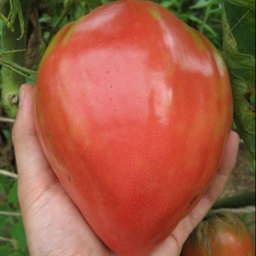 Medeno srce paradajz