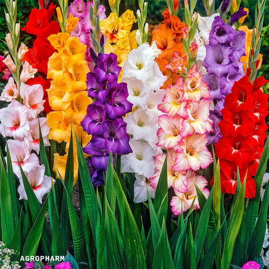 Gladiola Mix 10/1