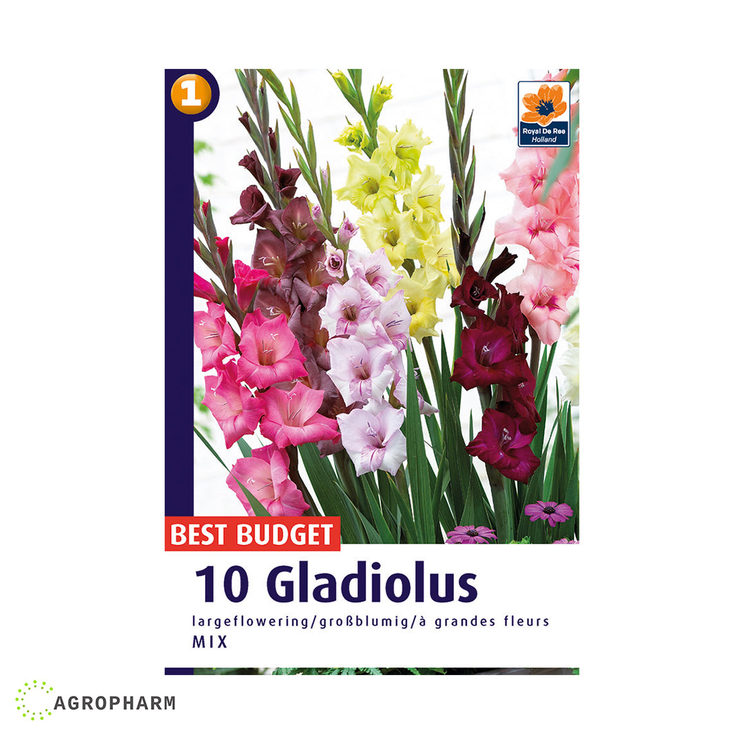 Gladiola Mix 10/1