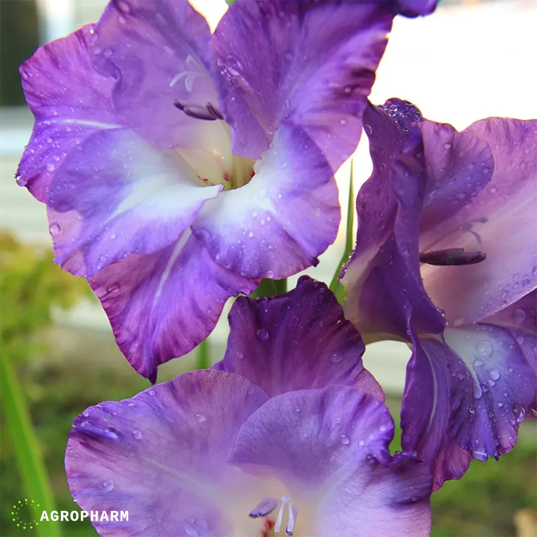 Gladiola Nori Ljubičasta 6/1