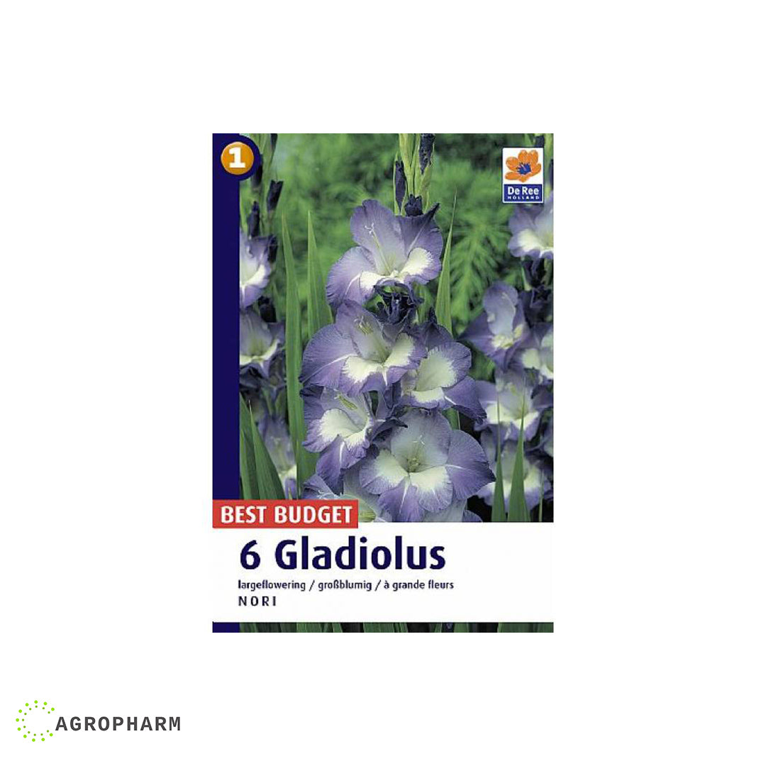 Gladiola Nori Ljubičasta 6/1