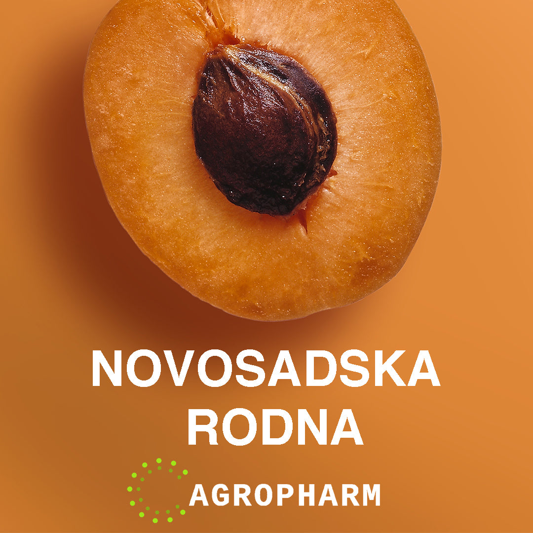 Kajsija Novosadska Rodna Sadnica Voca