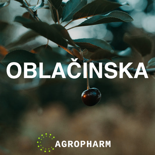 Višnja Oblačinska Sadnica Voca