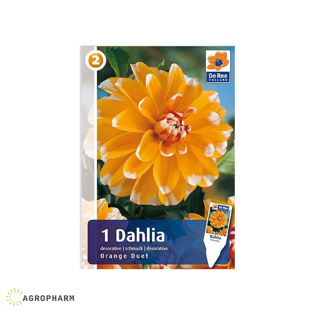 Dahlia Orange Duet 1/1