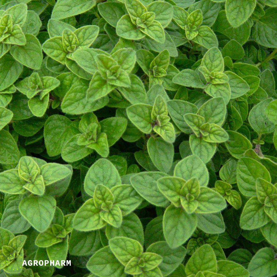 Semena Začinskog i Lekovitog Bilje - Agropharm - Agropharm