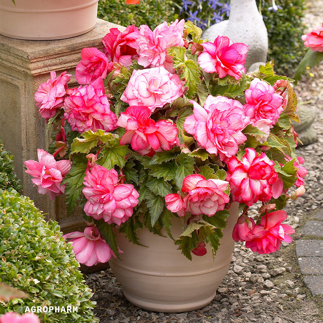 Begonia Pendula Pink 2/1