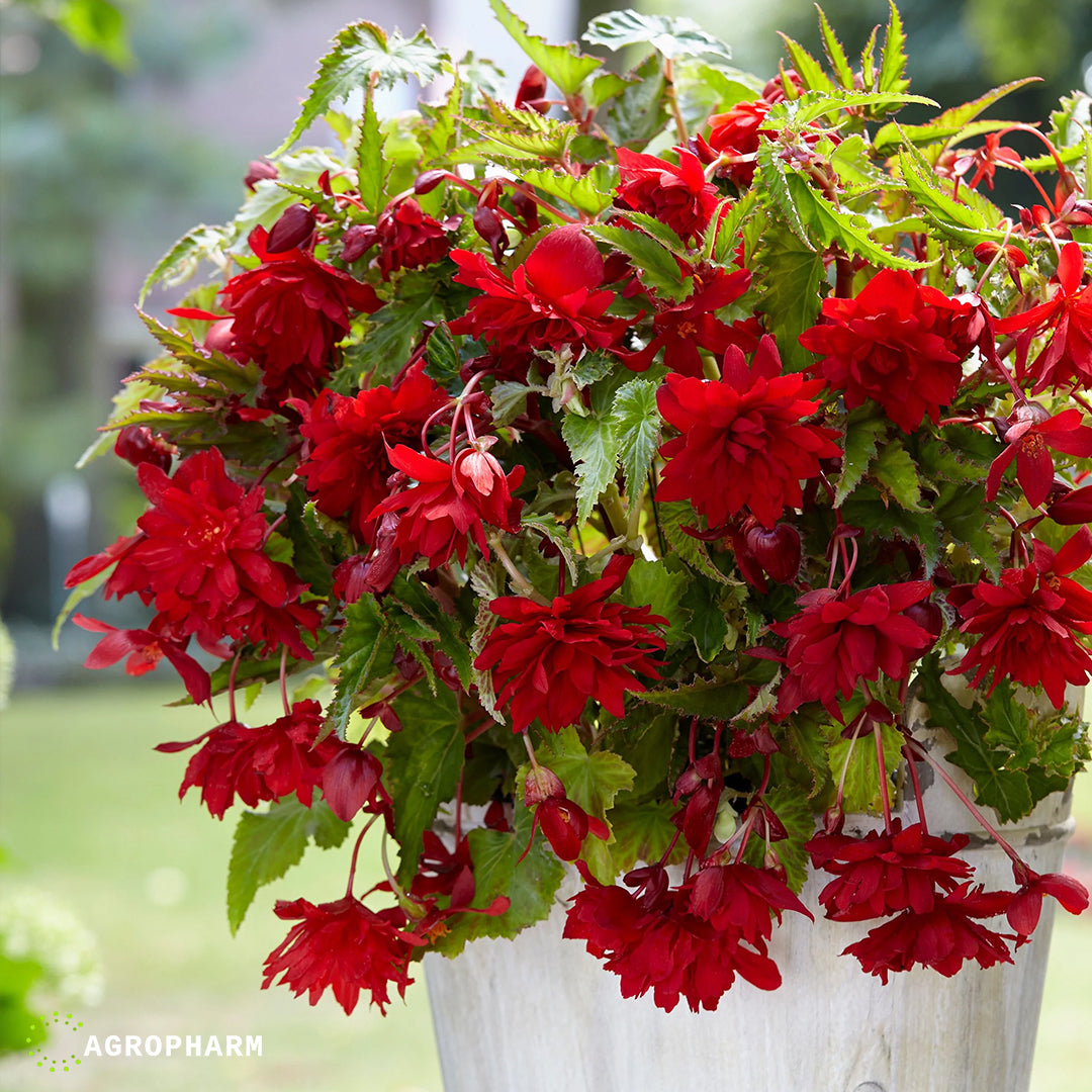 Begonia Pendula Red 2/1