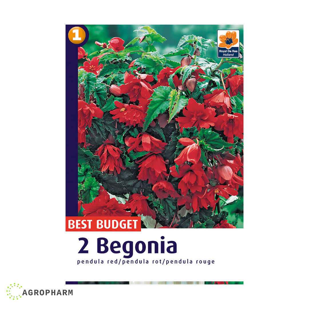 Begonia Pendula Red 2/1