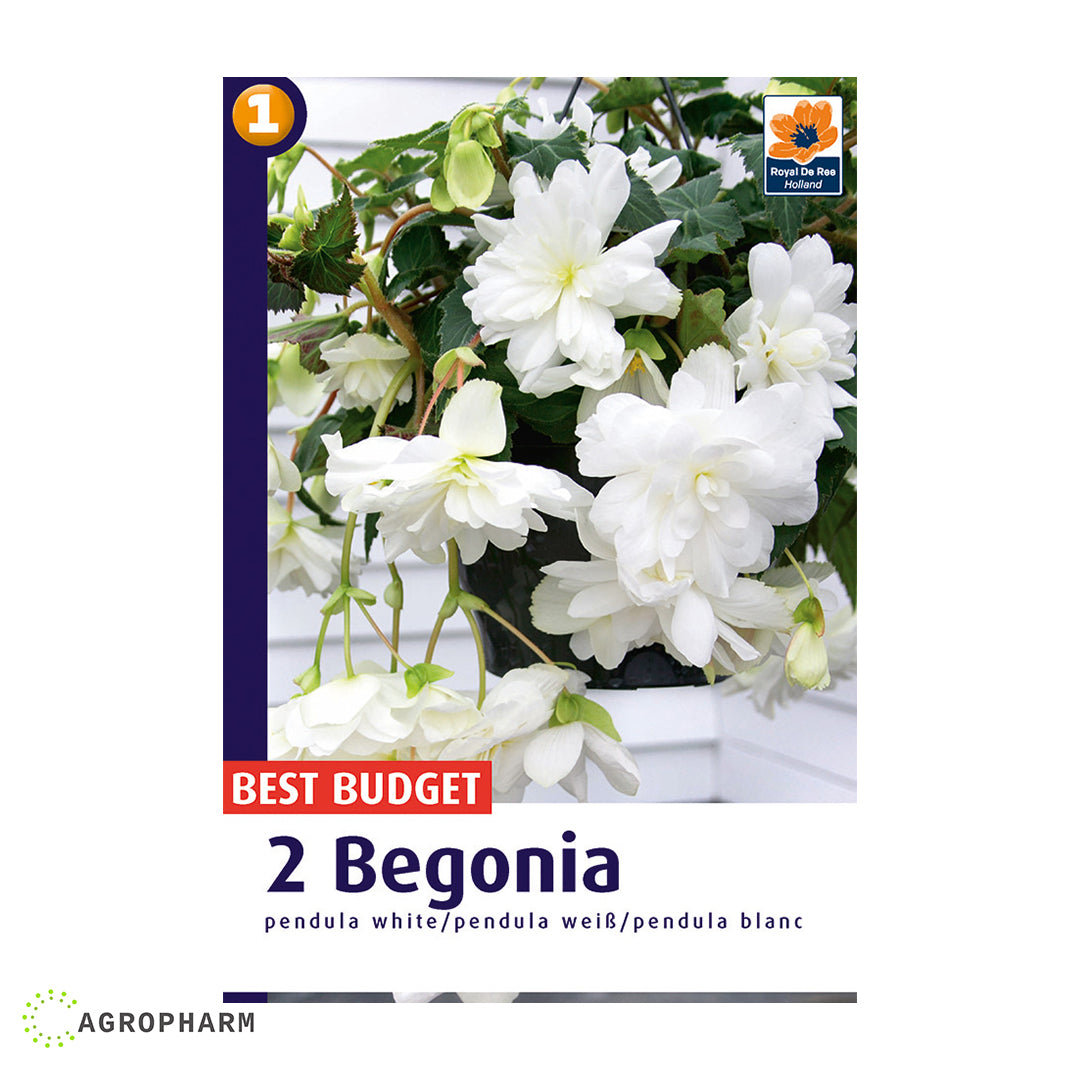 Begonia Pendula White 2/1