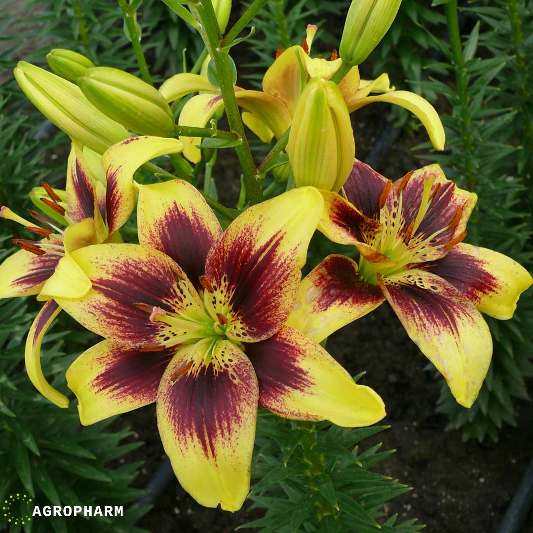 Lilium Pieton 2/1