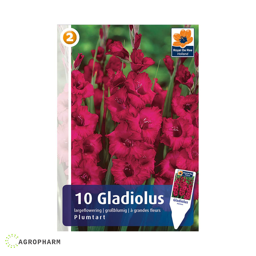 Gladiola Plumtart 10/1