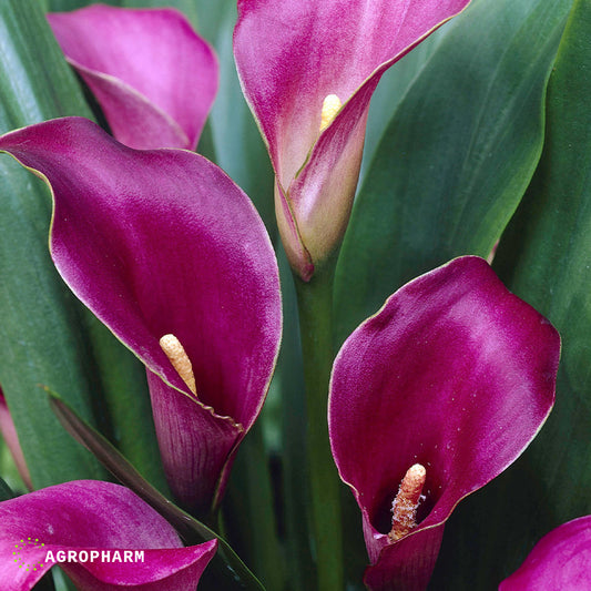 Calla Purple Sensation 2/1