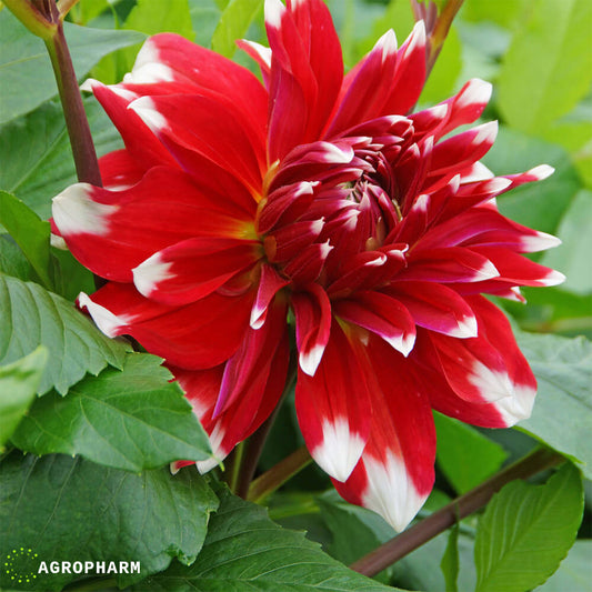 Dahlia Red Empire 1/1