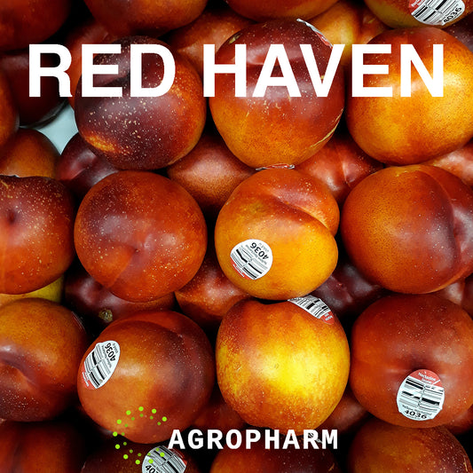 Breskva Red Haven Sadnica Voca