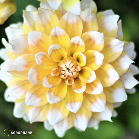 Dahlia Seattle 1/1