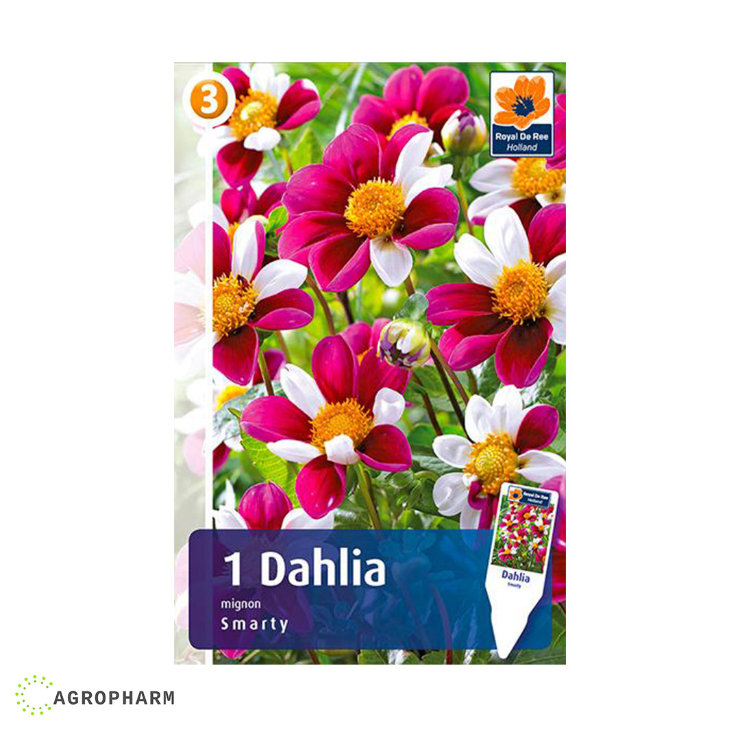 Dahlia Smarty 1/1