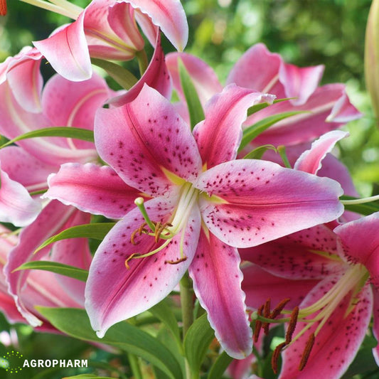 Lilium Stargazer 2/1