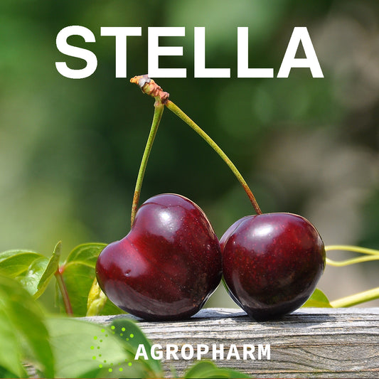Trešnja Stella Sadnica Voca