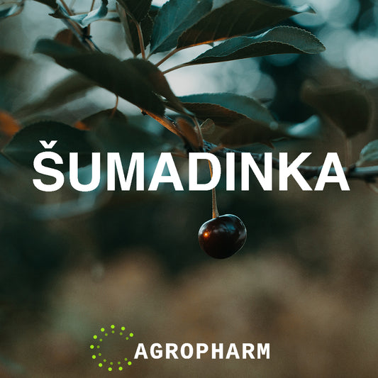Višnja Šumadinka Sadnica Voca