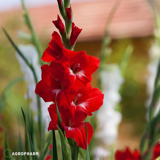 Gladiola Traderhorn 10/1