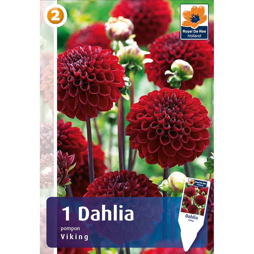 Dahlia Viking 1/1