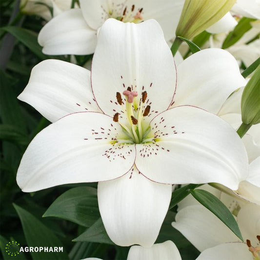 Lilium Asiatic White 2/1