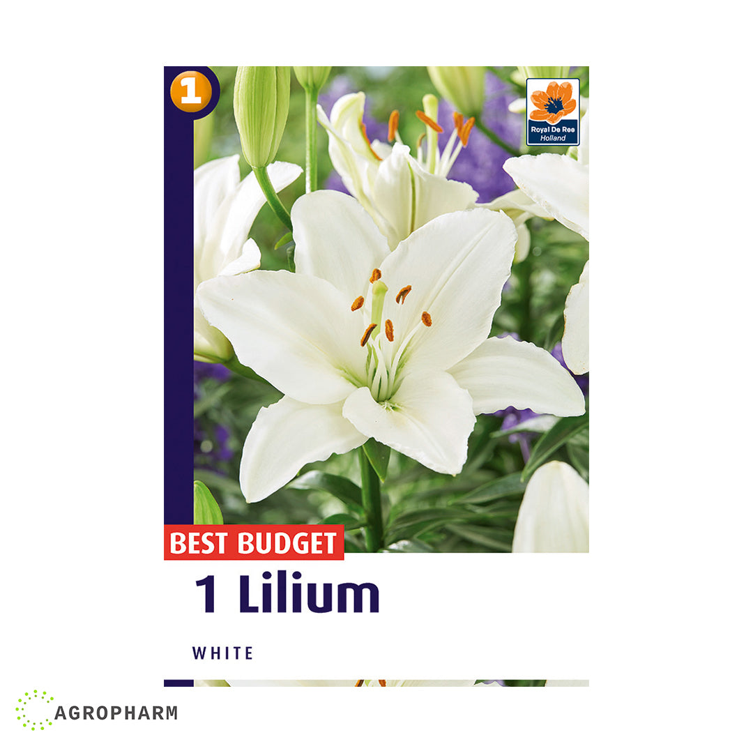 Lilium Asiatic White 2/1