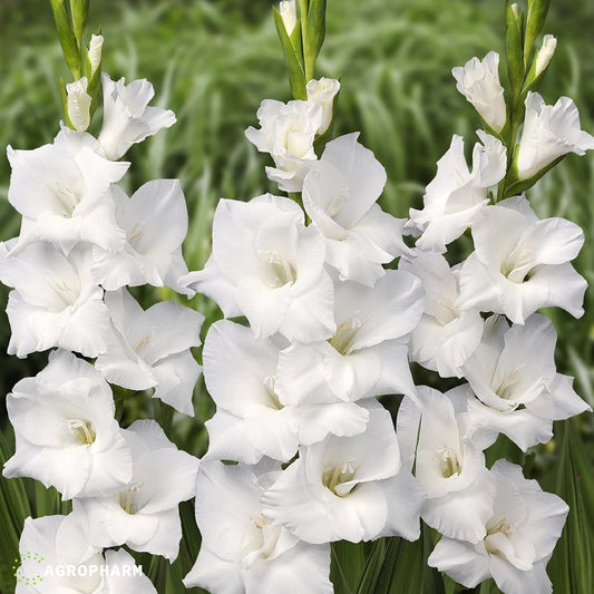 Gladiola White Prosperity 10/1