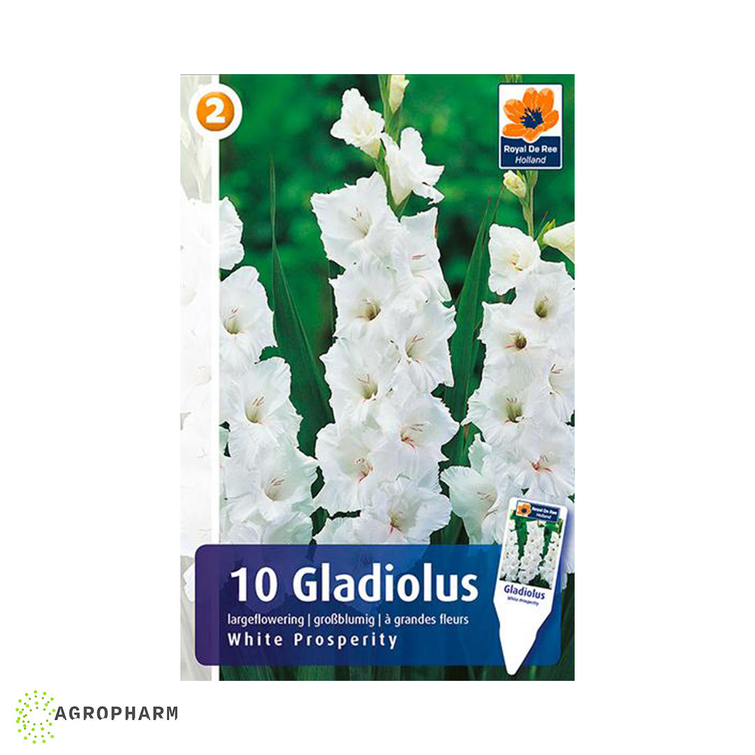 Gladiola White Prosperity 10/1