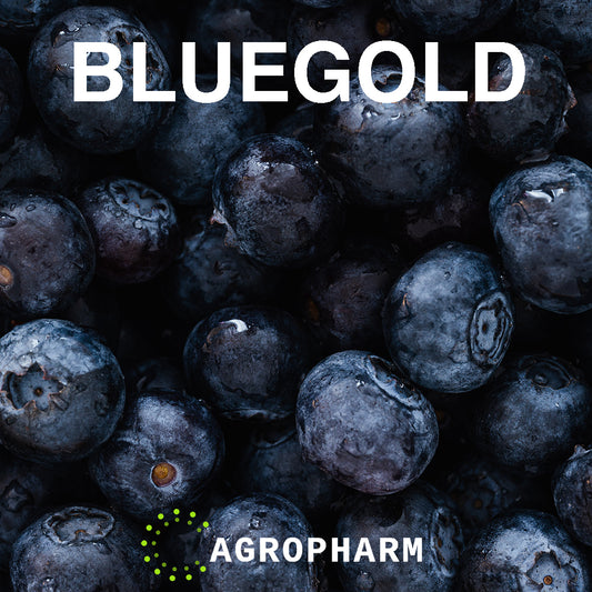 Borovnica Bluegold Sadnica voca